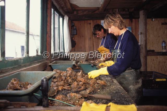 huitre oleron 14.JPG - Couple d'ostréiculteurs dans leur cabane, détroquage et tri des huîtresMarennes Oléron, France